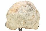 Fossil Dinosaur (Triceratops) Occipital Condyle - Montana #241833-2